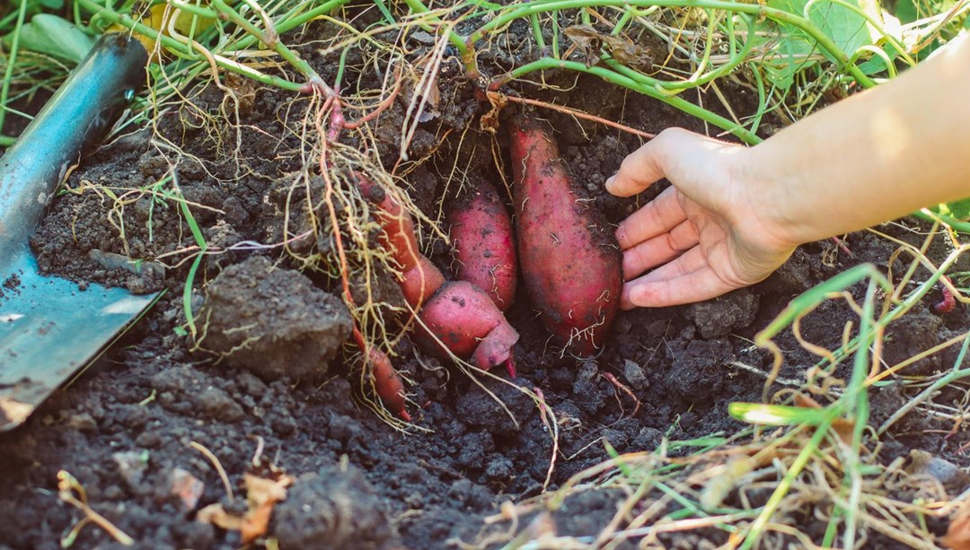 A vitamini süper gıdası: Göz sağlığınızın sırrı bu besinlerde